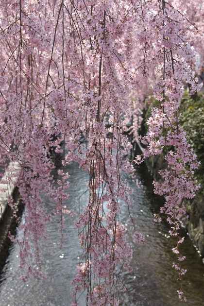 Cherry Blossom, Utsunomiya