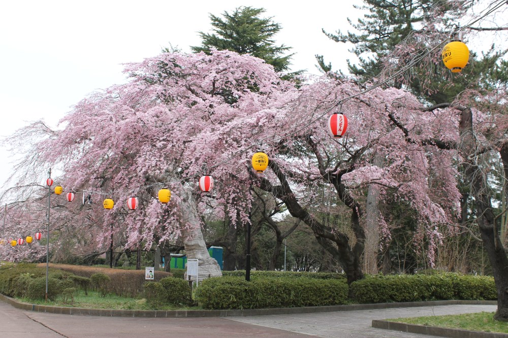 Sendai Sakura